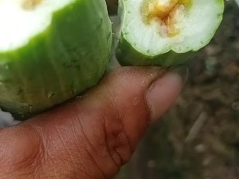 黄瓜芯变色是咋回事黄瓜为什么会出现空心