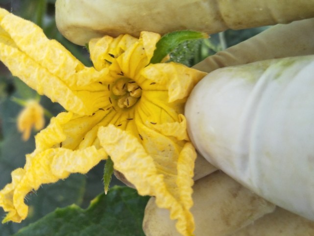 蓟马对黄瓜危害大吗蓟马有什么好的方法防治