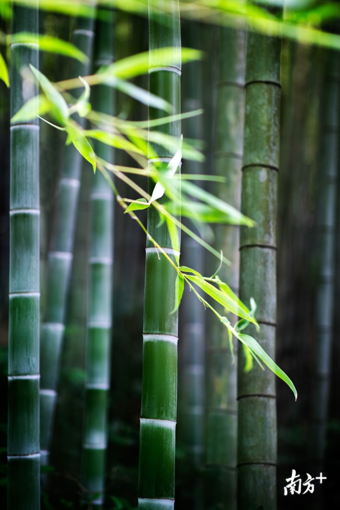 竹林深深夏悠悠 腾讯新闻