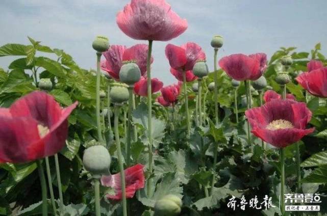 买来的 菜种子 竟是800余株罂粟花 退休老人被判刑罚款 非法种植毒品原植物罪 退休 法院