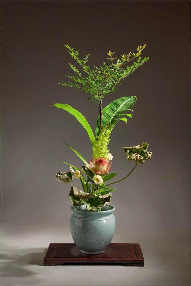 爱"莲"说——精美雅致的莲花盆景