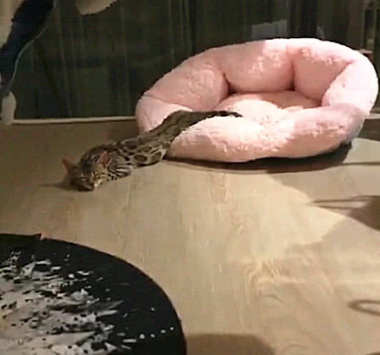 半夜起床发现豹猫被蟒蛇吞了只剩一个猫头仔细一看有蹊跷