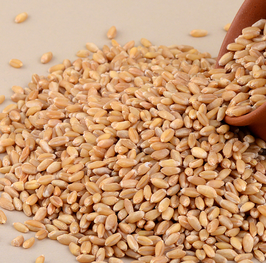 各款精酿啤酒都在用小麦芽了解它很重要