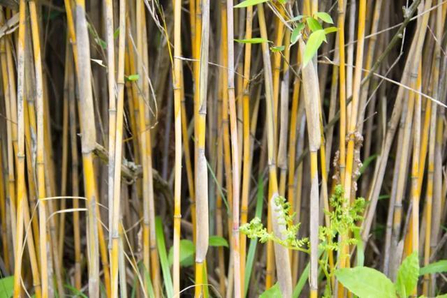 长安这一块的箭竹,主要是紫耳箭竹,生长于高山地带.