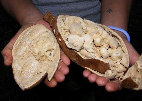 看到非洲的面包树和香肠树才知道非洲人为啥不种地是我也不种