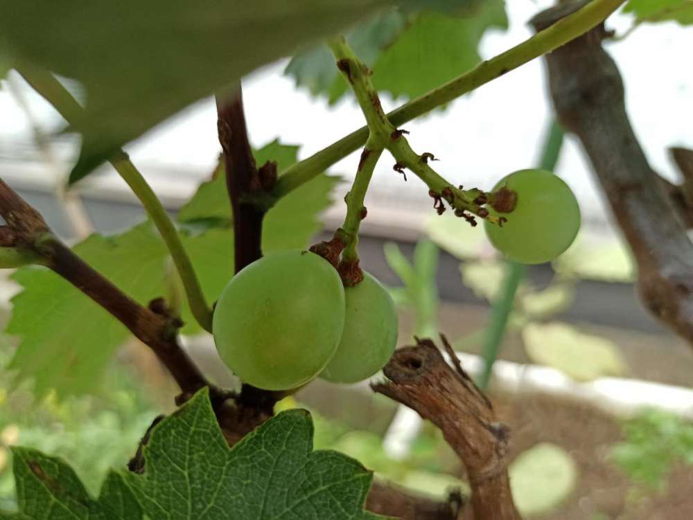 3颗葡萄硕果仅存;西红柿果实累累;楼下土豆地收获意外横财!