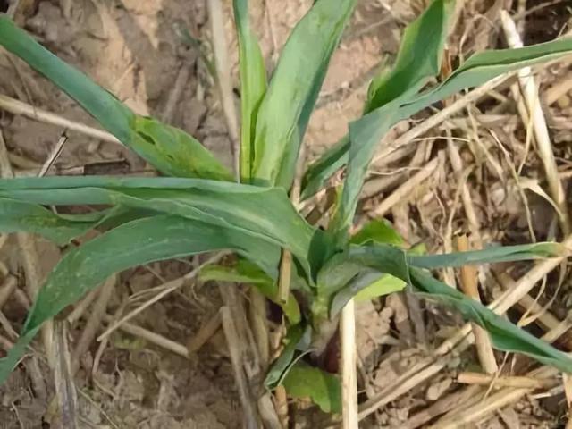 玉米心叶卷成牛尾巴,原来是它引起