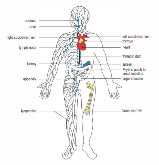 人人学懂免疫学第一期