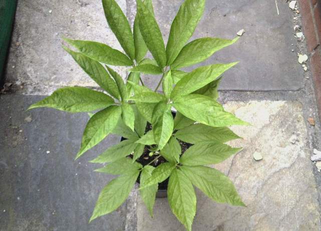 农村山中美艳的珍草 却不知 根 最为珍贵 一斤700多元 竹节参 人参