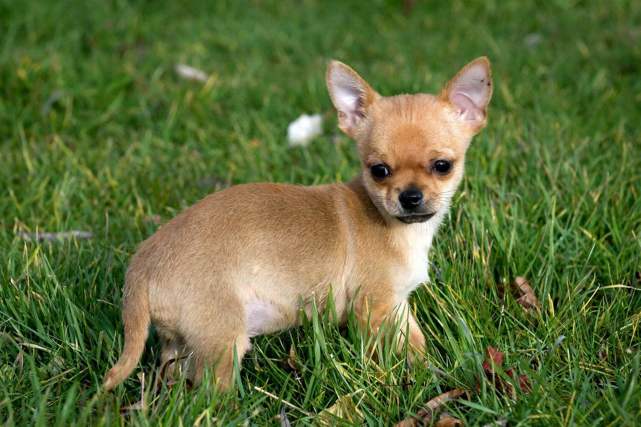 不同品种的狗能繁殖后代吗 为什么它们不存在生殖隔离