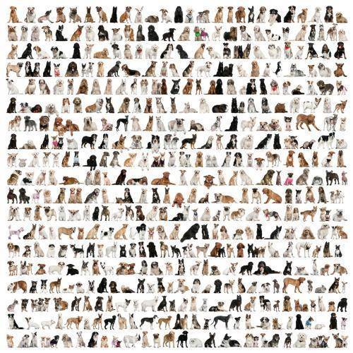 灭绝|生物还在进化吗？为什么感受不到新物种的诞生？