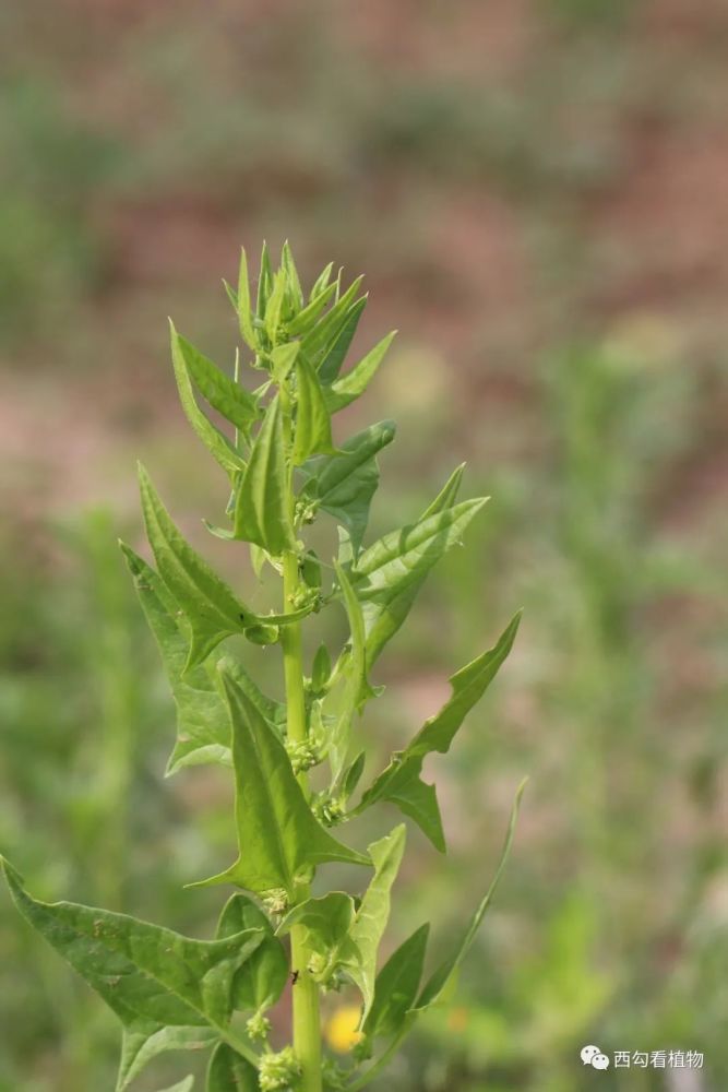 别名:菠薐菜苋科菠菜属spinacia oleracea