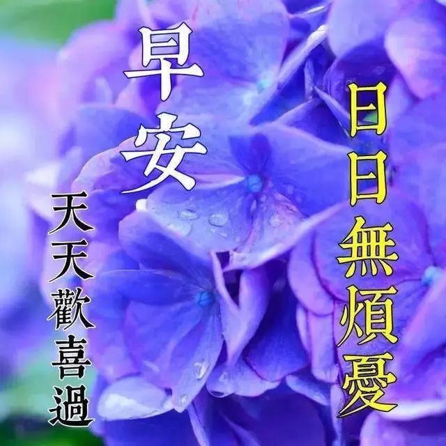 夏天早上好问候大家鲜花表情图片 清晨早安祝福短信句子 腾讯新闻