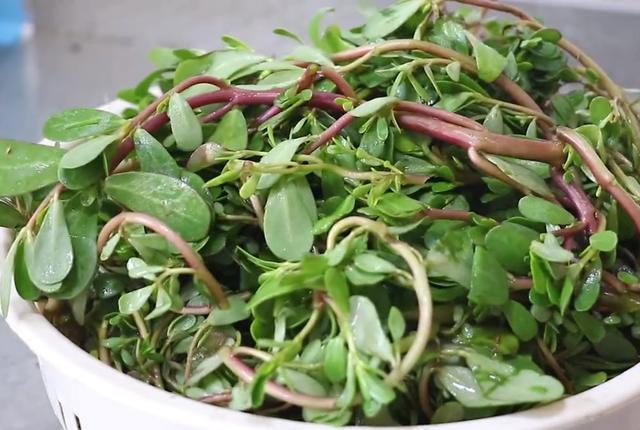 野菜马齿苋新吃法不炒不凉拌一顿做1筐上桌家里人都喜欢吃