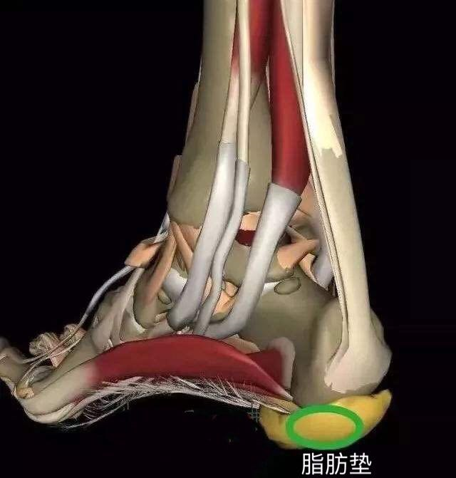 足底脂肪垫处于皮肤,根骨,跟腱之间,在我们走路,跑跳时起到减震缓冲