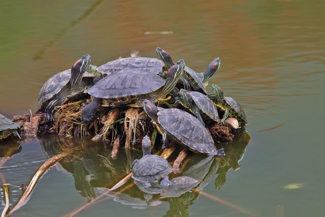 盘点几种严重的物种入侵事件,可惜有好多种不是在咱国泛滥