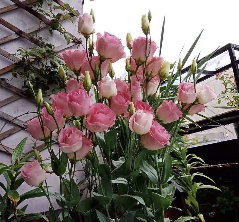 养花人都喜欢的1个品种 开花像牡丹 花色多 还能做鲜切花 腾讯新闻