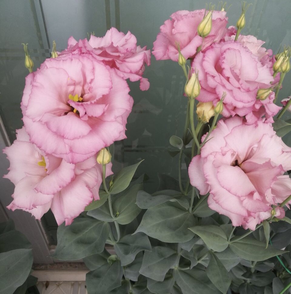 养花人都喜欢的1个品种 开花像牡丹 花色多 还能做鲜切花 腾讯新闻