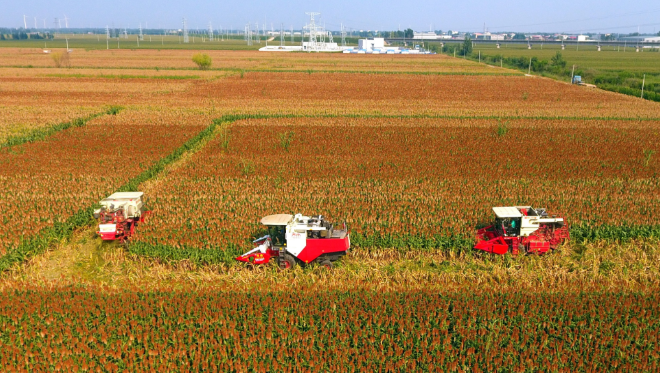 8万吨阿根廷高粱将来华美澳出口双双遇阻这意味着什么