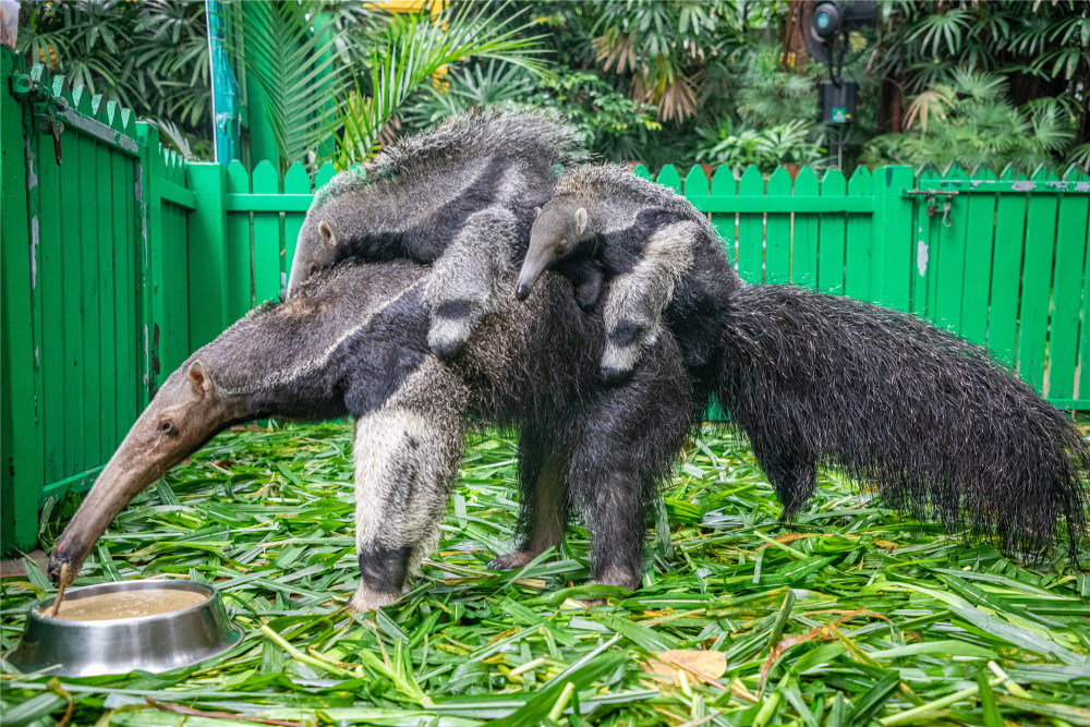 广州现亚洲首例大食蚁兽双胞胎