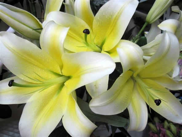 百合花里的 霸主 名叫 黄天霸 花朵硕大如脸 50元一盆 腾讯网