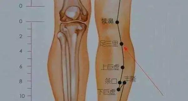 所以,可以说腿部最重要的一个保健穴就是足三里.