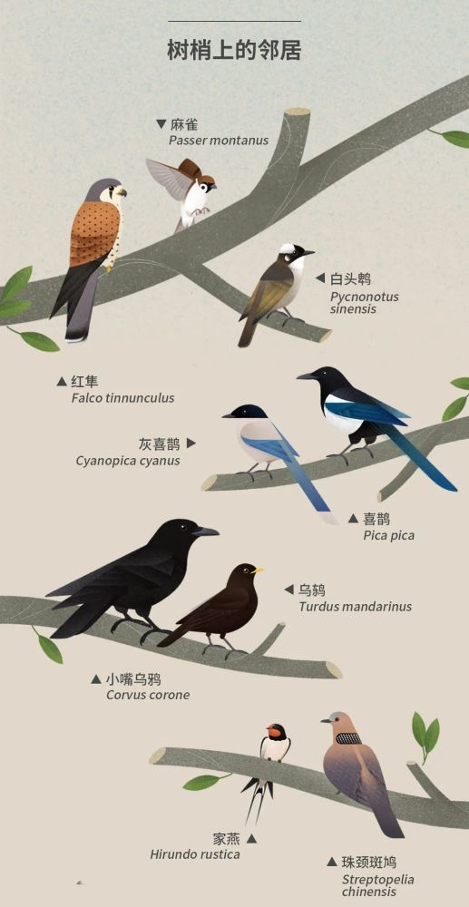 北京|北京城市自然生灵