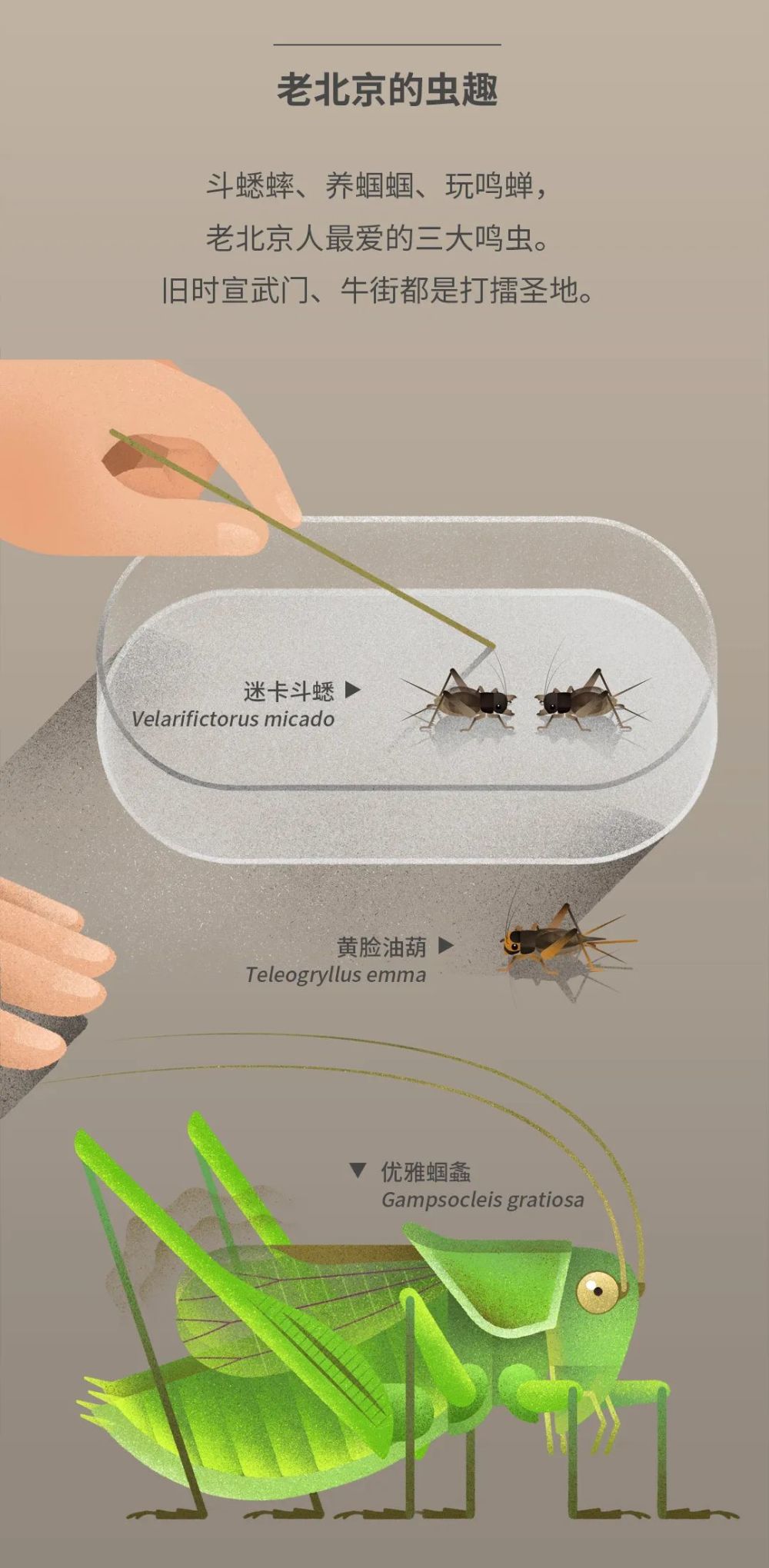 北京|北京城市自然生灵