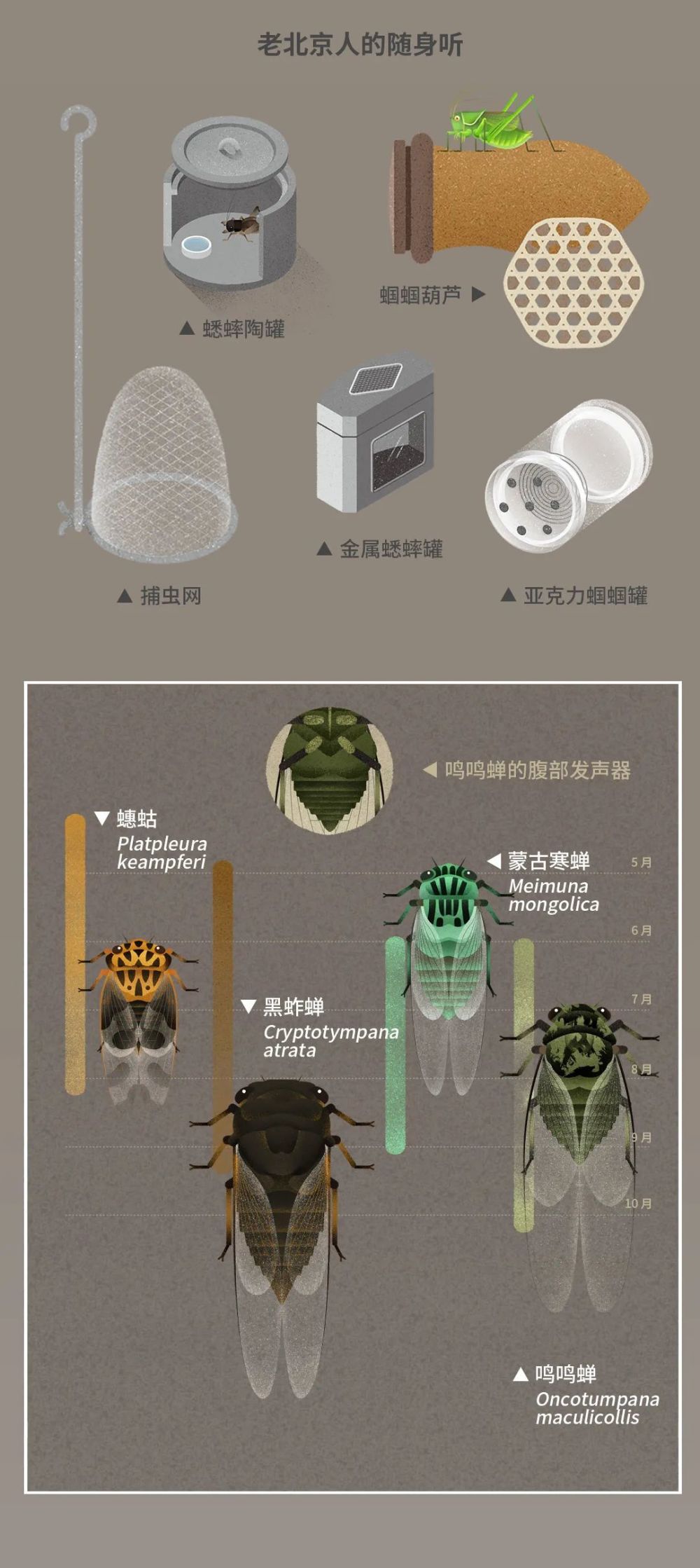 北京|北京城市自然生灵