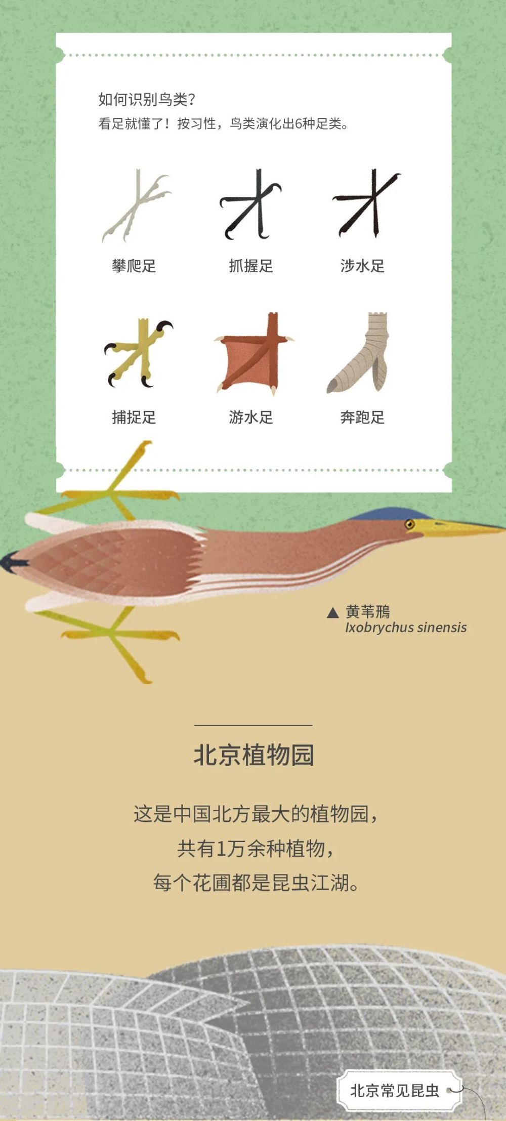 北京|北京城市自然生灵