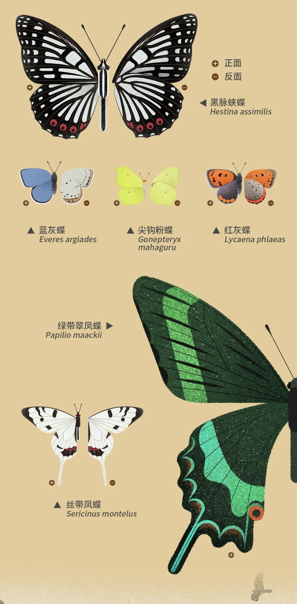 北京|北京城市自然生灵