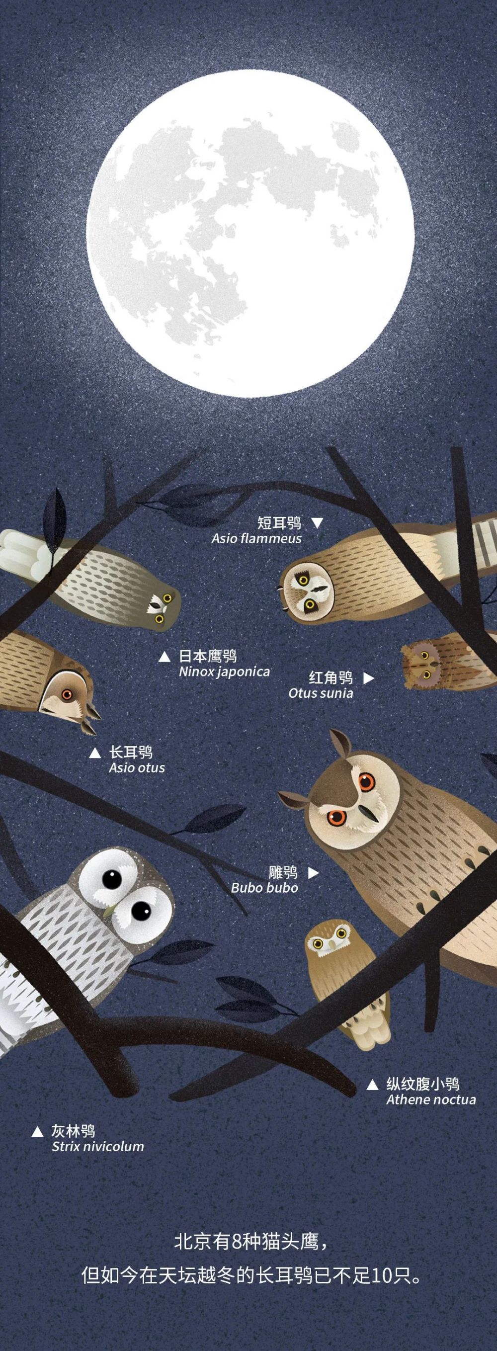 北京|北京城市自然生灵