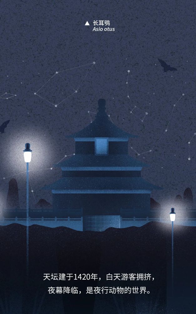 北京|北京城市自然生灵