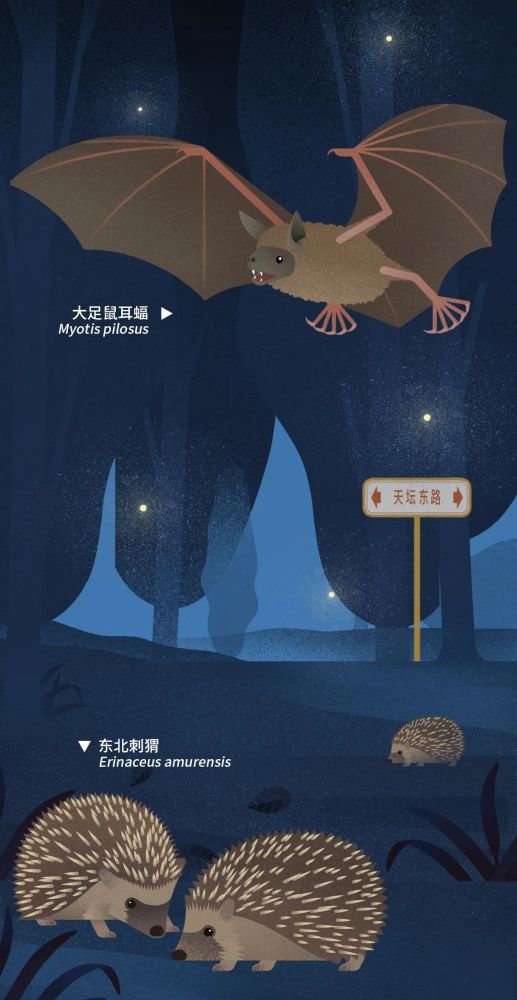 北京|北京城市自然生灵