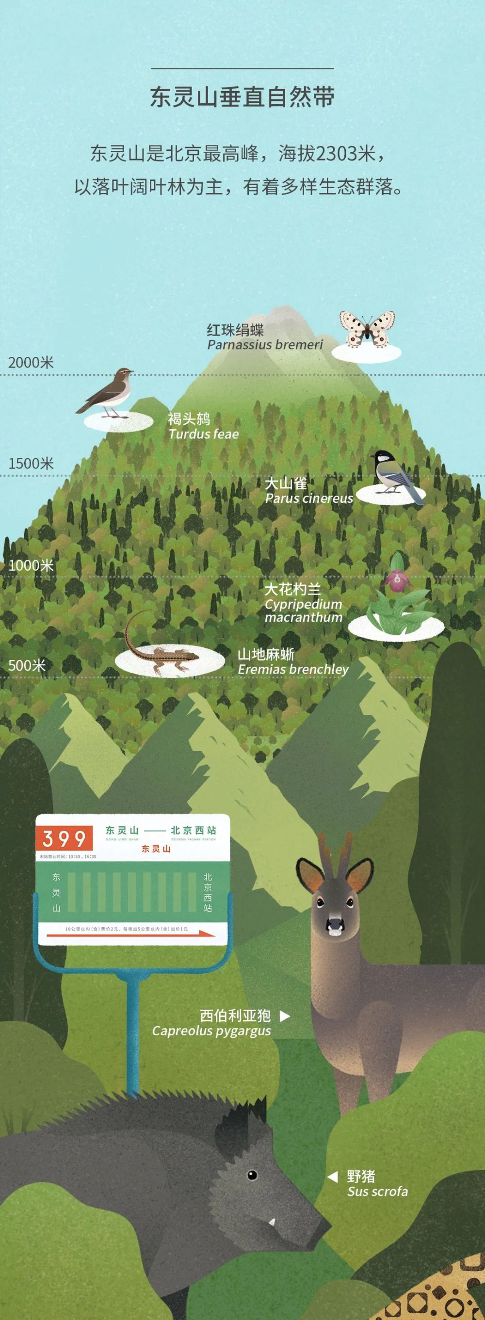 北京|北京城市自然生灵