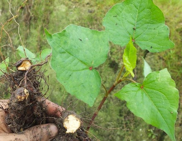 它名叫开金锁,农村人用它喂猪,却不知它是国家二级野生保护植物