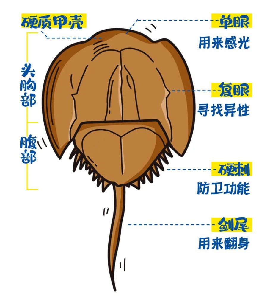 地球生物进化的王者而且还保持着跟数亿年前差不多的模样但鲎不一样