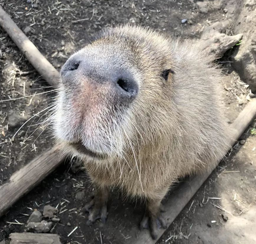 狗身鼠脸,原来是巨型水耗子,性格讨人喜欢,动物界的老好人