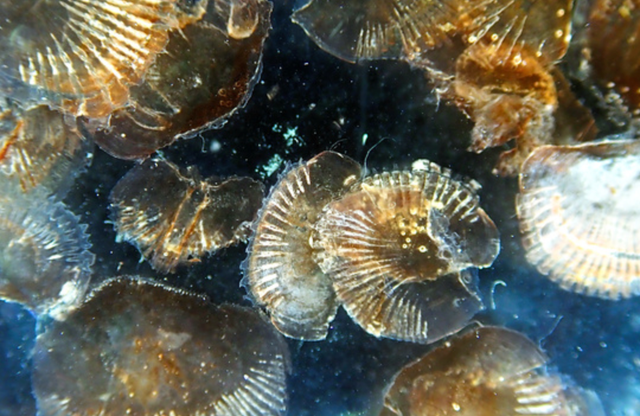 这种海底生物2年排一次便便 降低代谢可延年益寿 腾讯新闻