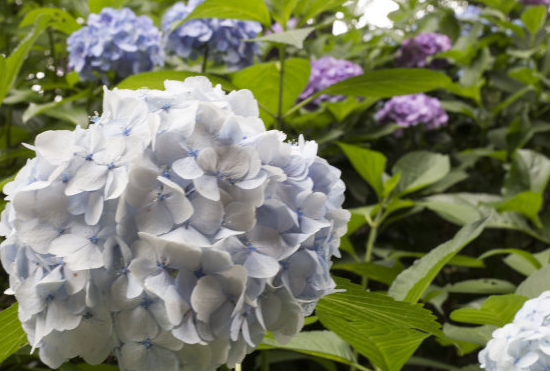 6月15日起喜从天降 4属相时运亨通 好运连连 生活幸福美满 腾讯新闻