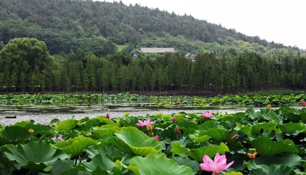 介绍,云龙湖的荷花可以说是徐州市区种植面积最大,赏荷地点最多的景区