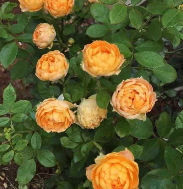 夏季养花 用此种 壮根水 代替肥料 植物越长越旺 不招虫 腾讯新闻