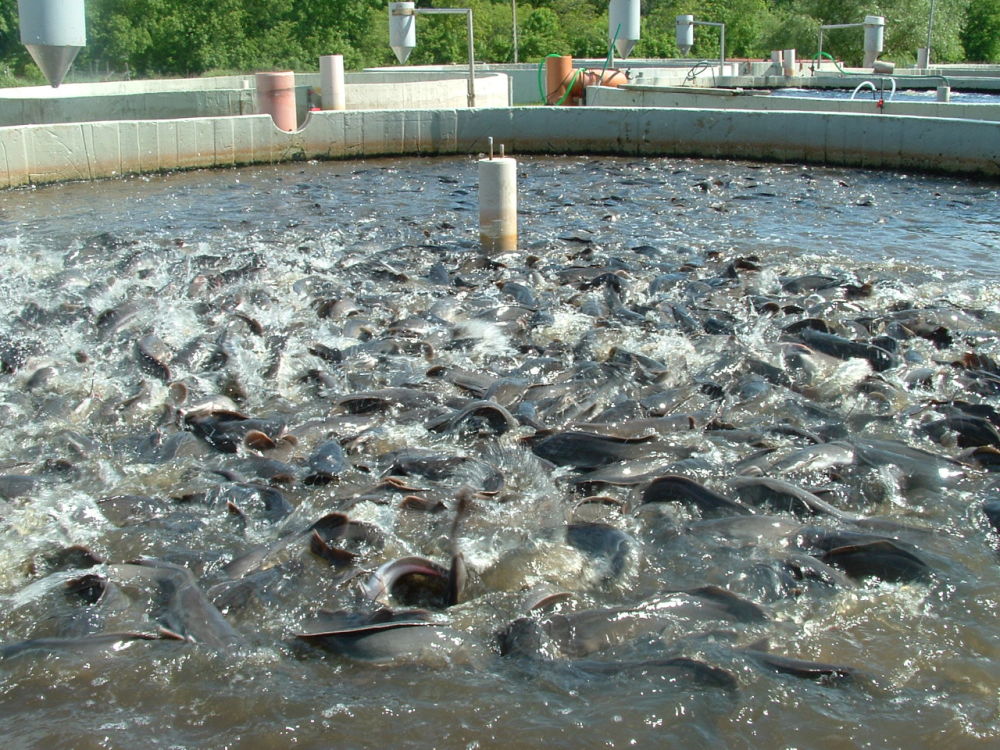 知道印度人是怎樣養魚的嗎上萬條魚丟在一個池塘還能月入10萬