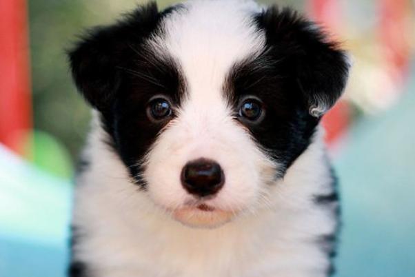 动物界智商前十排名 海豚第一没商量 但谁能想猪也上榜了 腾讯新闻