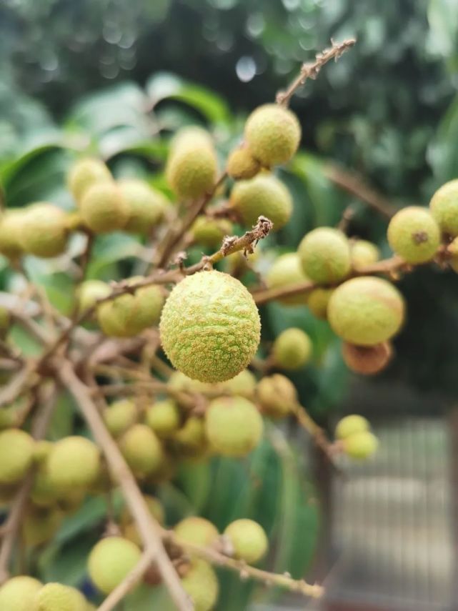 厚街街坊:今年晒不了龙眼了,因为会很gui!