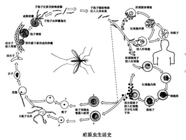 其实叮咬人类的蚊子都是雌性蚊子,雌性蚊子在繁殖期间需要从人体以及