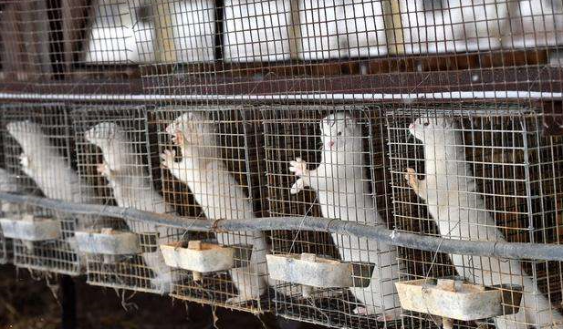 病毒动物传人荷兰一个月扑杀37万只水貂还下达一道紧急命令