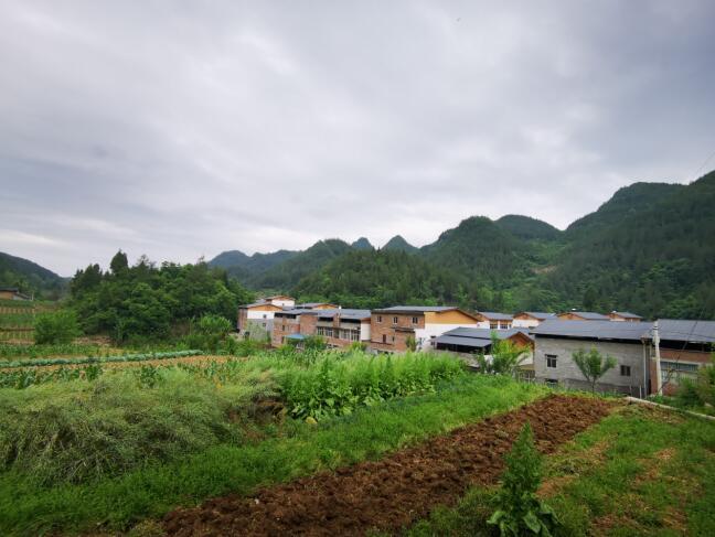 一个高山村的产业振兴样本奉节县平安乡亿元村养成记