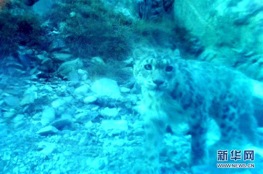 多种珍稀野生动物 现身 甘肃安南坝野骆驼国家级自然保护区 腾讯新闻