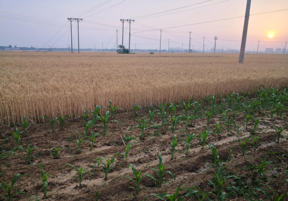一边是成熟待收的麦子另一边则是拔节生长的玉米点赞农民智慧